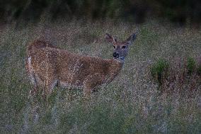 North American Whitetail Deer