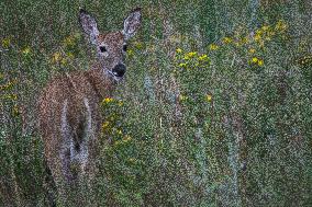 North American Whitetail Deer