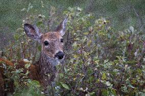 North American Whitetail Deer