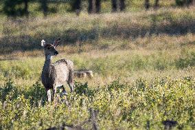 North American Whitetail Deer