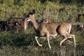 North American Whitetail Deer