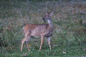 North American Whitetail Deer