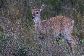 North American Whitetail Deer