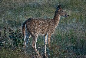 North American Whitetail Deer