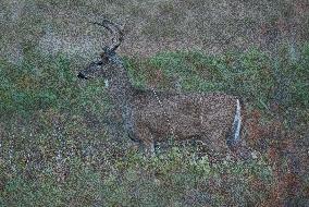 North American Whitetail Deer