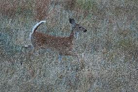 North American Whitetail Deer