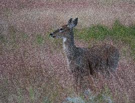 North American Whitetail Deer