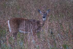 North American Whitetail Deer