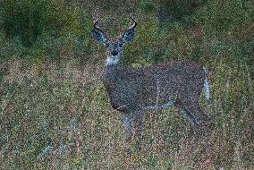 North American Whitetail Deer