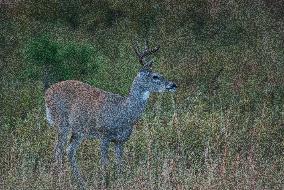 North American Whitetail Deer