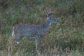 North American Whitetail Deer