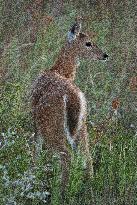 North American Whitetail Deer