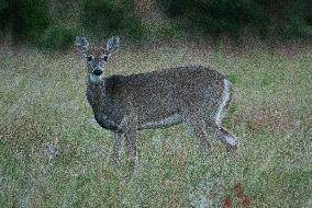 North American Whitetail Deer