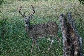 North American Whitetail Deer