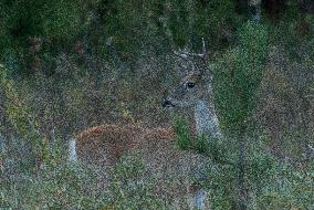 North American Whitetail Deer