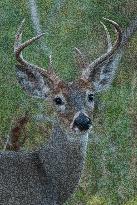 North American Whitetail Deer