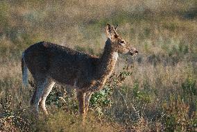 North American Whitetail Deer