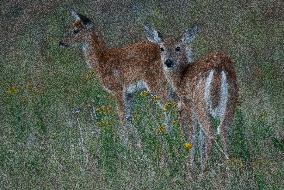 North American Whitetail Deer