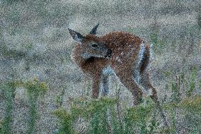 North American Whitetail Deer