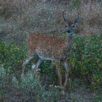 North American Whitetail Deer