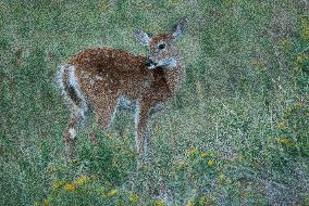 North American Whitetail Deer