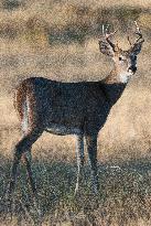 North American Whitetail Deer