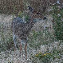 North American Whitetail Deer