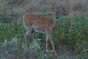 North American Whitetail Deer