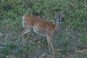 North American Whitetail Deer