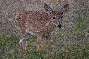 North American Whitetail Deer