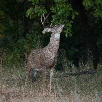 North American Whitetail Deer