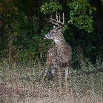 North American Whitetail Deer