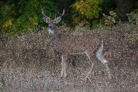 North American Whitetail Deer