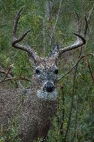 North American Whitetail Deer