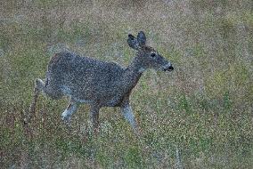 North American Whitetail Deer