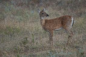 North American Whitetail Deer