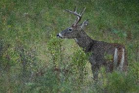 North American Whitetail Deer