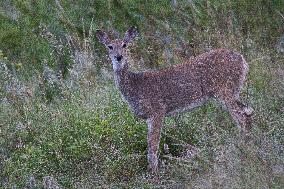 North American Whitetail Deer