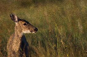 North American Whitetail Deer