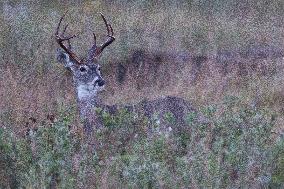 North American Whitetail Deer