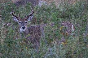 North American Whitetail Deer