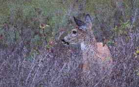 North American Whitetail Deer