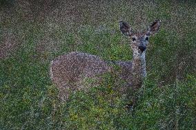 North American Whitetail Deer