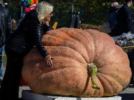 Giant Pumpkin Contest - Canada