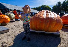 Giant Pumpkin Contest - Canada