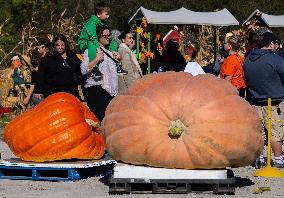 Giant Pumpkin Contest - Canada