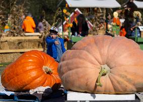 Giant Pumpkin Contest - Canada