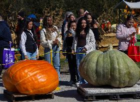 Giant Pumpkin Contest - Canada