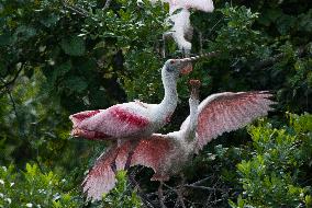 Roseate Spoonbill