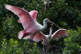 Roseate Spoonbill